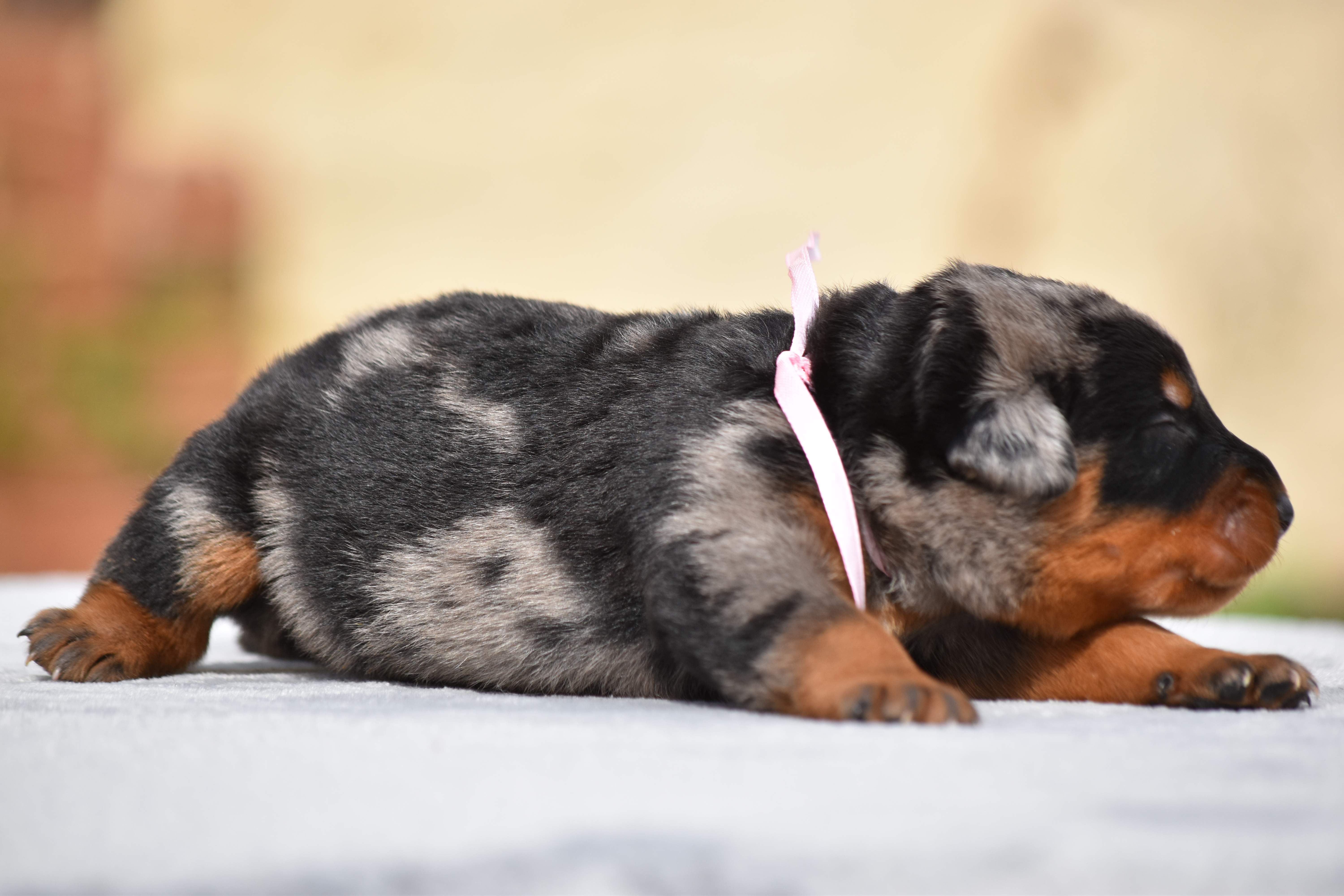 Lhoxane Ruban Rose La Ferme Des Beaumalous Elevage De Beauceron