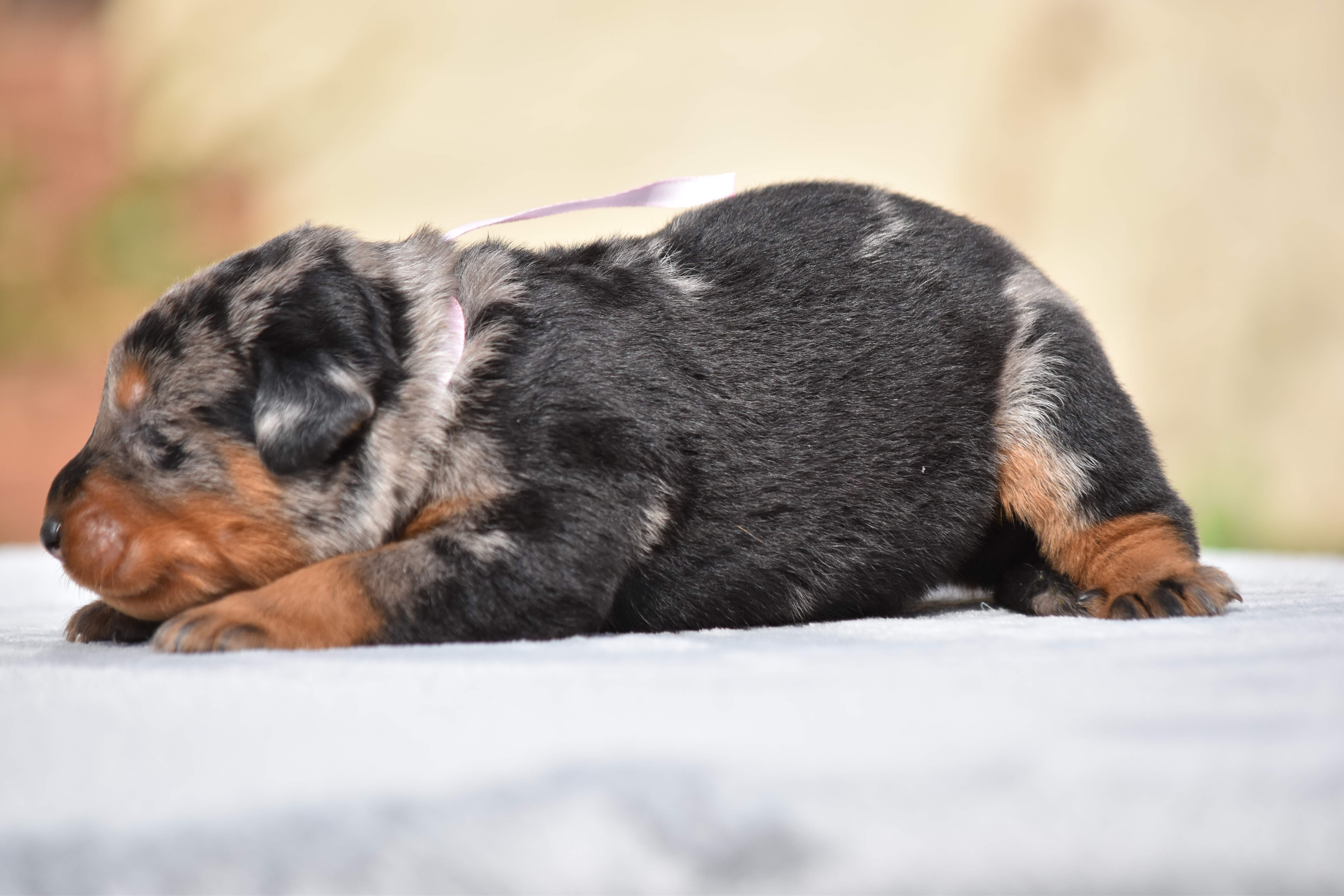 Lhoxane Ruban Rose La Ferme Des Beaumalous Elevage De Beauceron