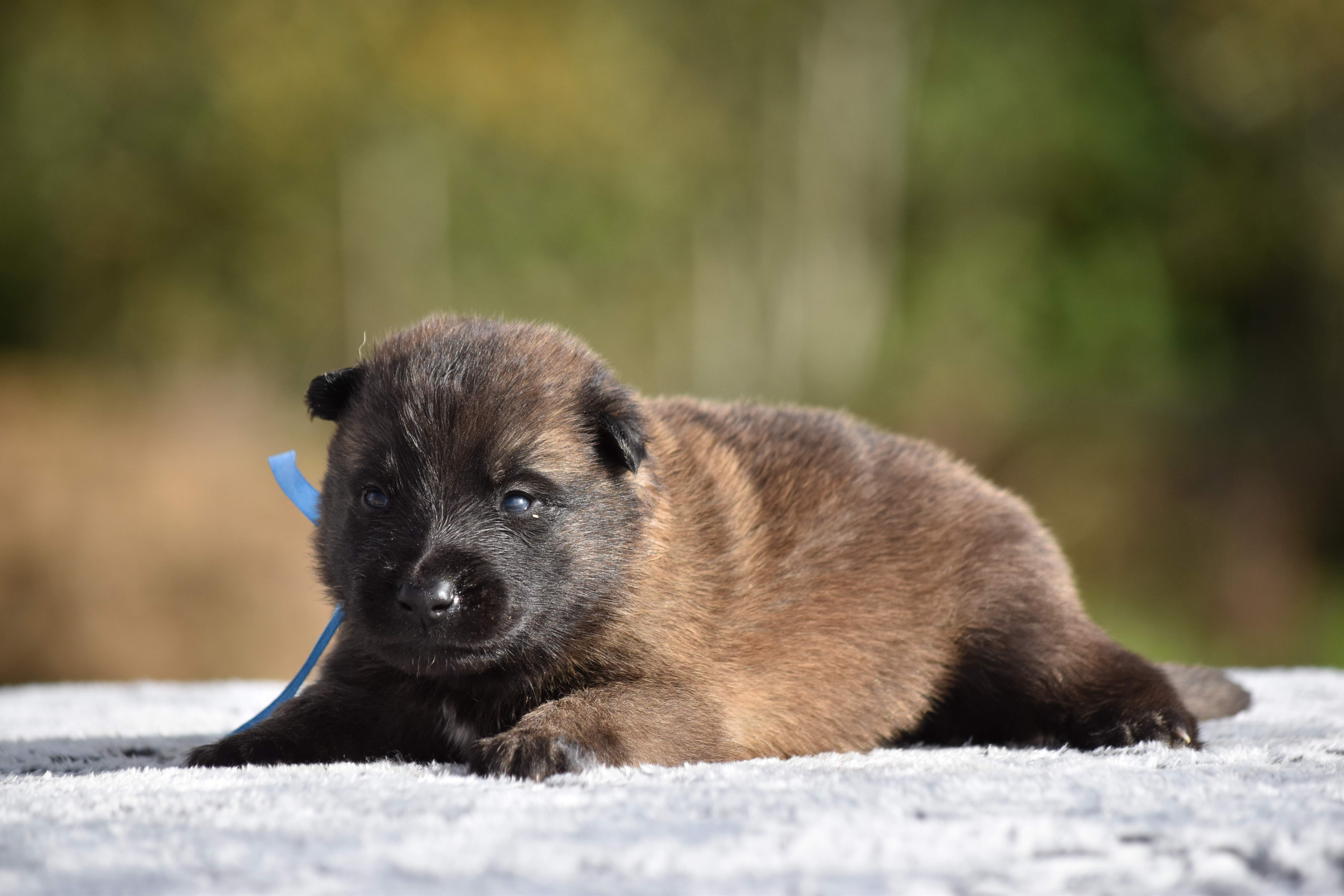 Ozyris Ruban Bleu La Ferme Des Beaumalous Elevage De Beauceron